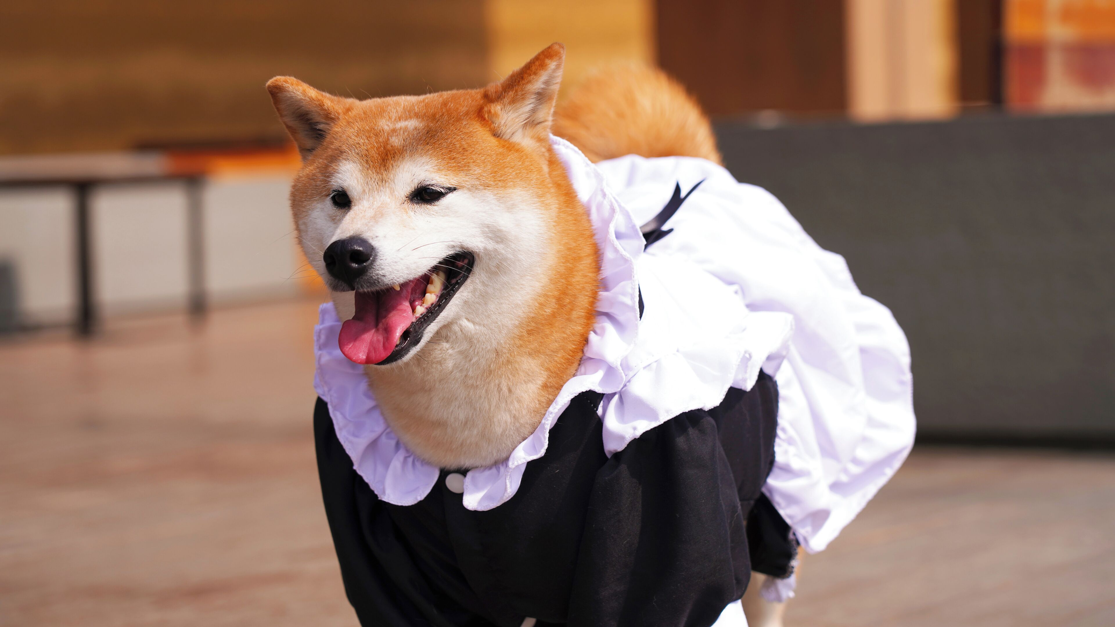 A dog in a costume with a white ruffled collar and black outfit.