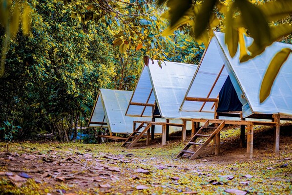 Una hilera de estructuras sencillas, al aire libre, con armazones de madera y techos transparentes, ubicada en un área boscosa y natural.