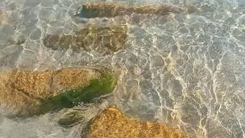 Klares, flaches Wasser mit Steinen und Seegras.
