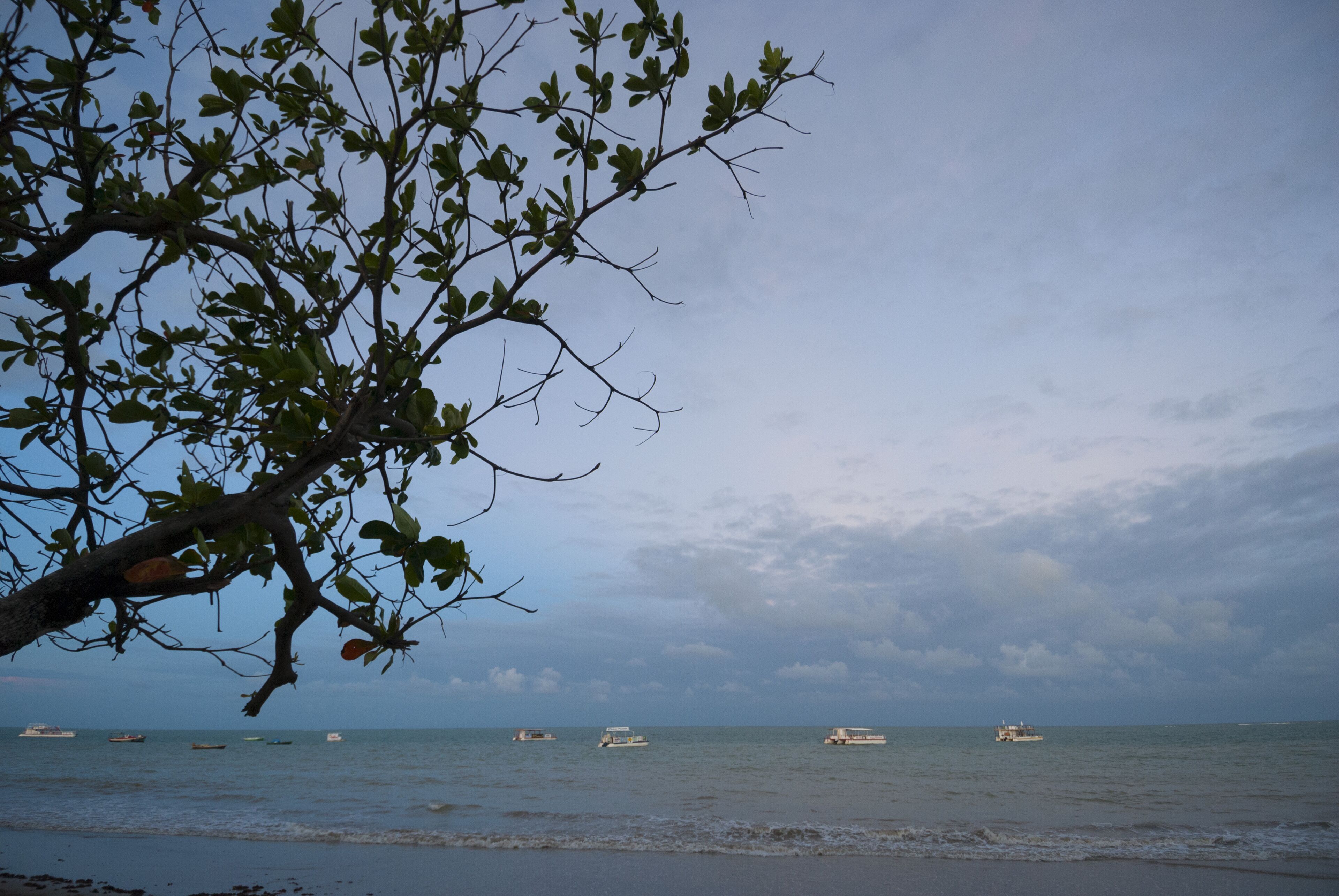A beach with a tree branch in the foreground and several boats on the water.