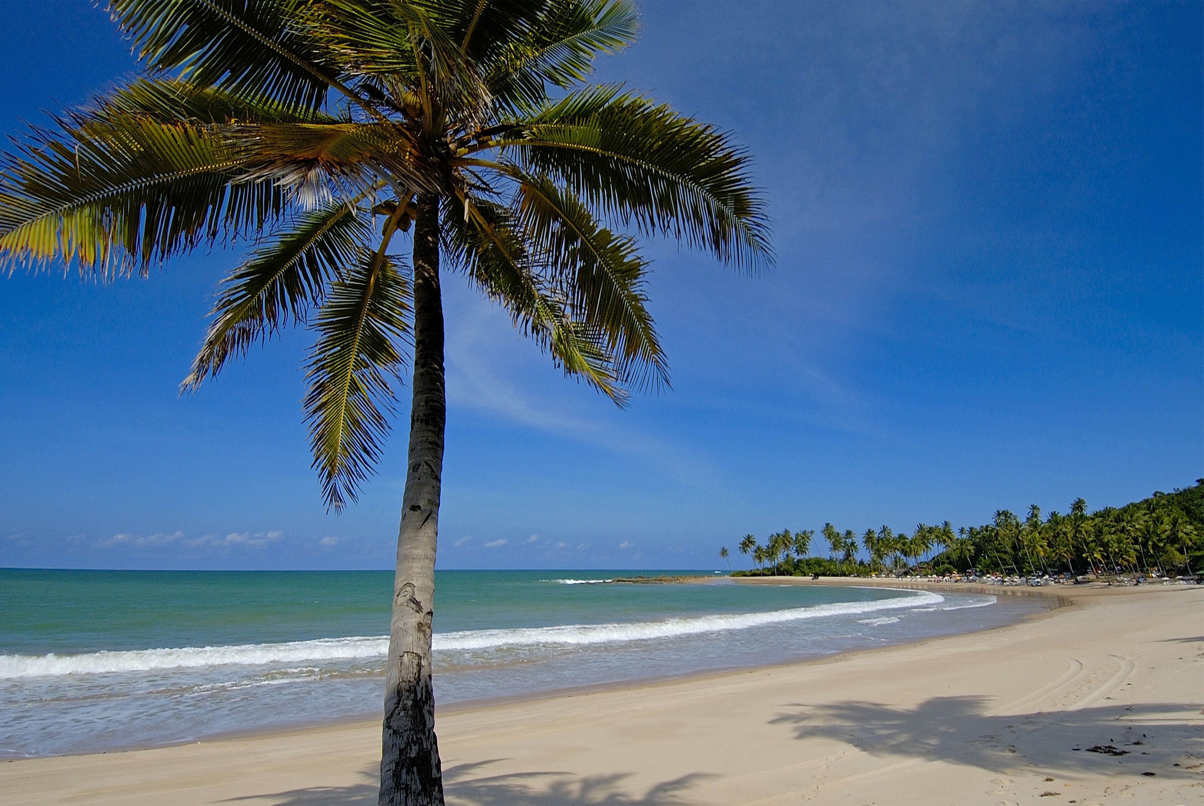 Una playa con una palmera, cielo azul despejado y océano.