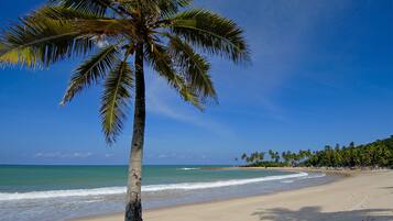Una playa con una palmera, cielo azul despejado y océano.