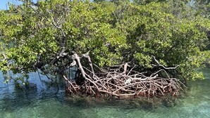 A mangrove island with clear water and dense foliage. - Studio facing the sea and only 15 minutes from the public ferry (Fajardo)