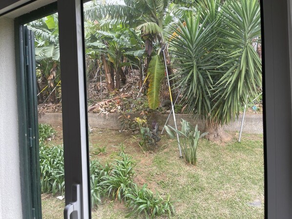 Visão pela janela de um jardim com diversas plantas tropicais, incluindo palmeiras e bananeiras.