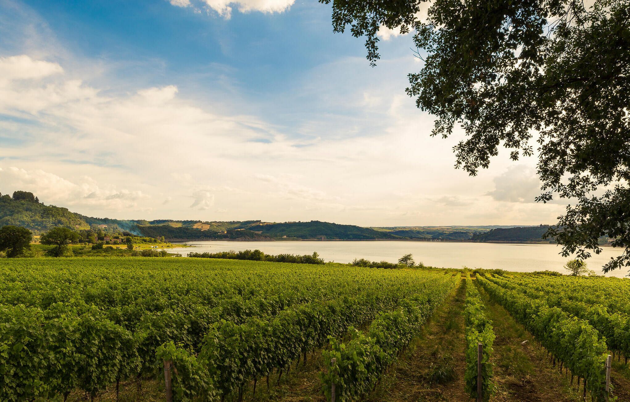A vineyard with rows of grapevines extending towards a body of water and hills in the background.
