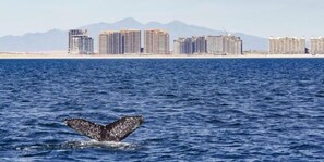 Beach/ocean view - Las Palomas 5-Star Resort (Puerto Peñasco)