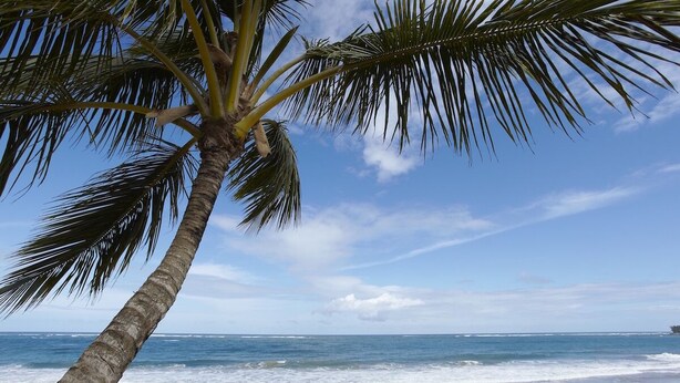 A beach with a palm tree and ocean view. - Peaceful Studio in Ocean Dream (Cabarete)
