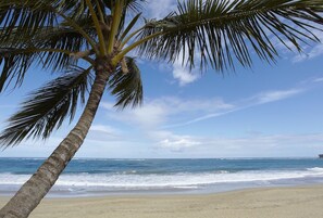 A beach with a palm tree and ocean view.