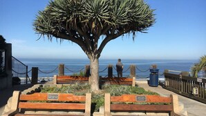 A coastal bench area with a large tree, benches, and a view of the ocean. - Beachy Boho located in the Heart of Encinitas (Encinitas)