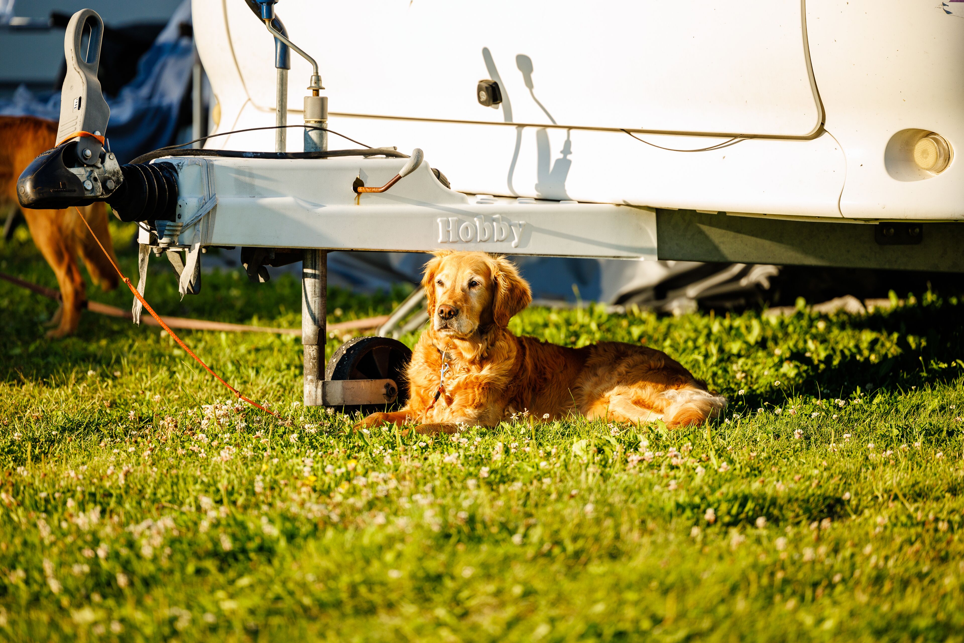 A dog lying on grass with a boat in the background.