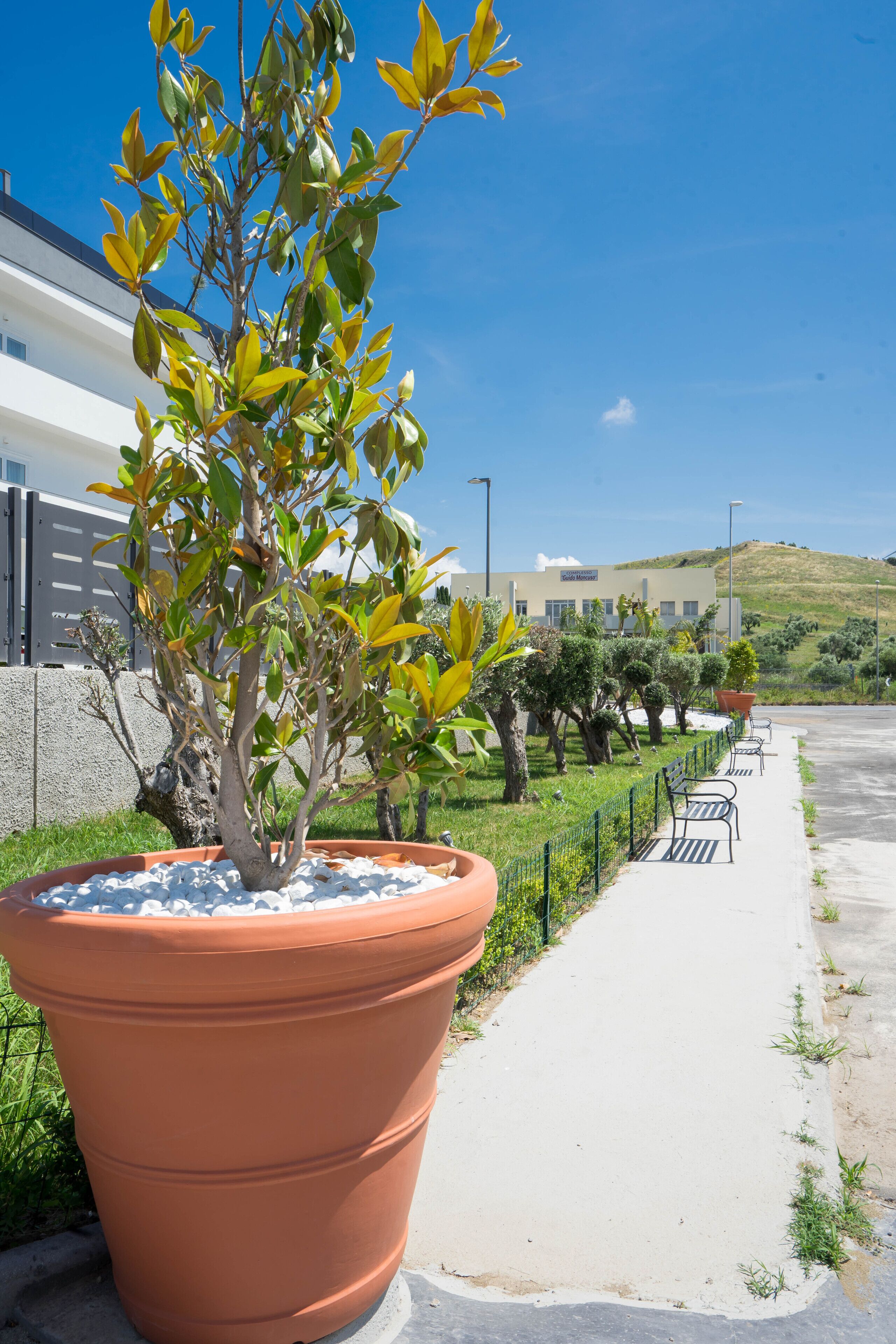 Un grand bac en terre cuite contenant un arbre et des arbustes, un trottoir avec des bancs, et un bâtiment en arrière-plan.