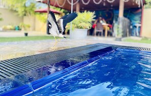 Outdoor pool, open 7:00 AM to 8:00 PM, pool umbrellas, pool loungers - The Kingslayer Resort  (Negombo)