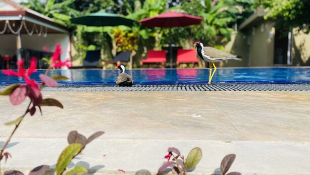 A pool area with a bird on the edge, surrounded by greenery and red umbrellas. - The Kingslayer Resort  (Negombo)