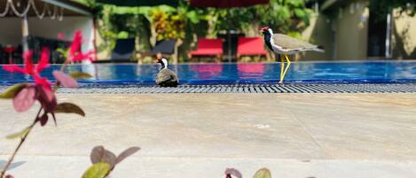 Una piscina al aire libre, sombrillas, sillones reclinables de piscina
