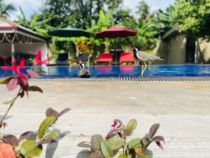 A pool area with a bird on the edge, surrounded by greenery and red umbrellas. - The Kingslayer Resort  (Negombo)