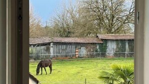 Blick durch eine Tür auf eine Scheune, in der ein Pferd weidet.