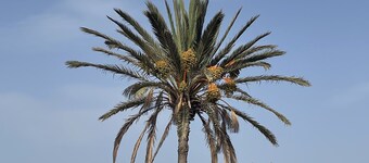 villa with pool djerba