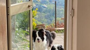 A glass door leading to a garden with two dogs. - Apartment 'Via Verdi 14' with Sea View, Shared Terrace and Wi-Fi (Mondolfo)