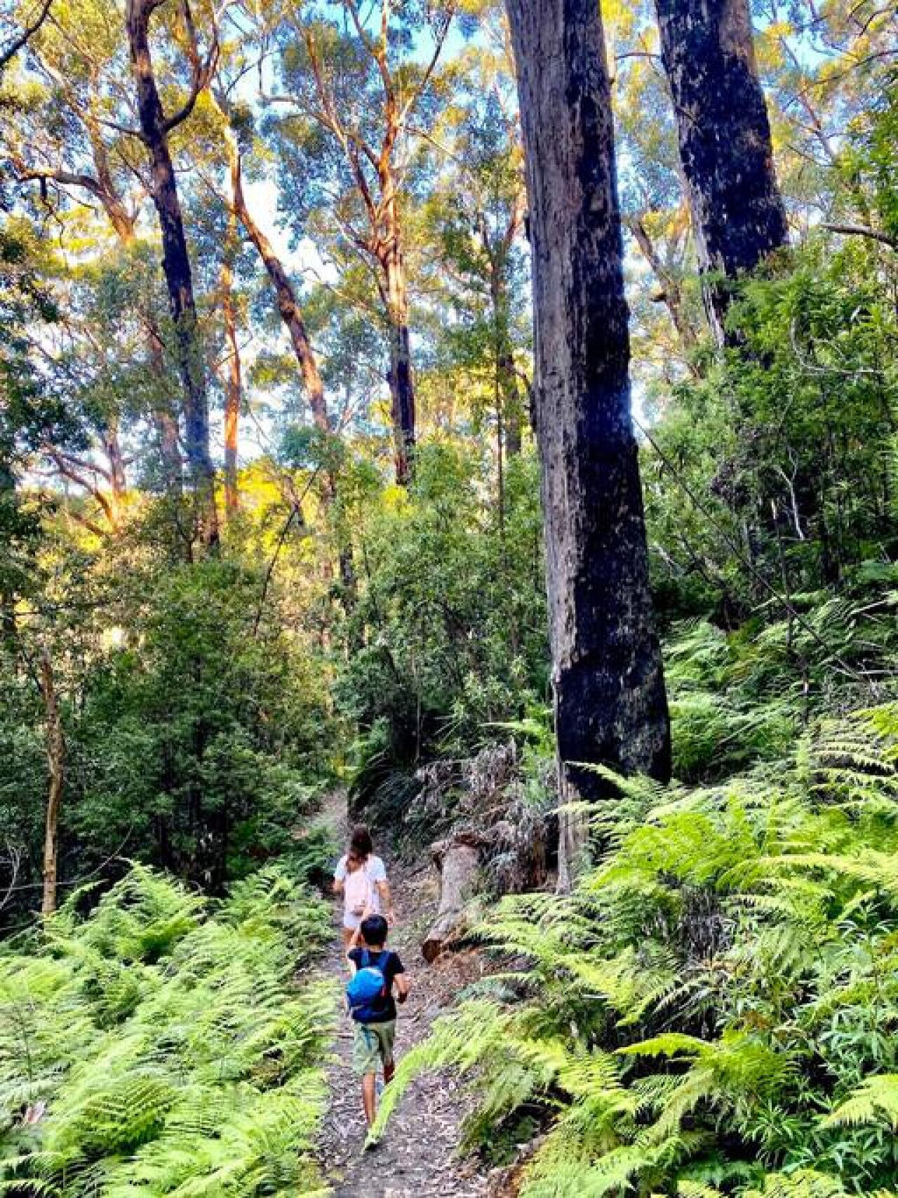 A forested hiking trail with dense ferns and tall trees.