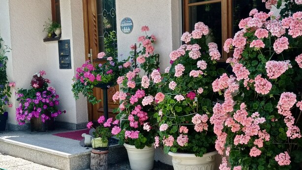 Une entrée d’immeuble avec une porte en bois, une enseigne au-dessus de la porte et des plantes en pot ornées de fleurs roses.