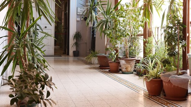 Un pasillo amplio con numerosas plantas en macetas, ventanas grandes y suelo de baldosas.
