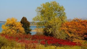 A landscape with trees and a body of water. - Pheasant - Dog-Friendly - Sleeps up to Four (Moravia)