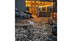 Ett takförsett utomhusområde med ett trädäck, en hund och ett hus i bakgrunden.