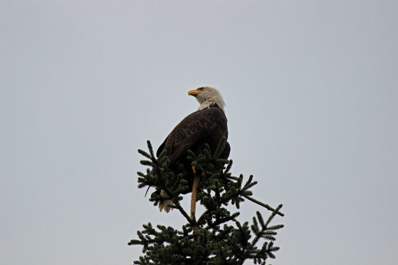 Een Amerikaanse zeearend zit op een naaldboom.