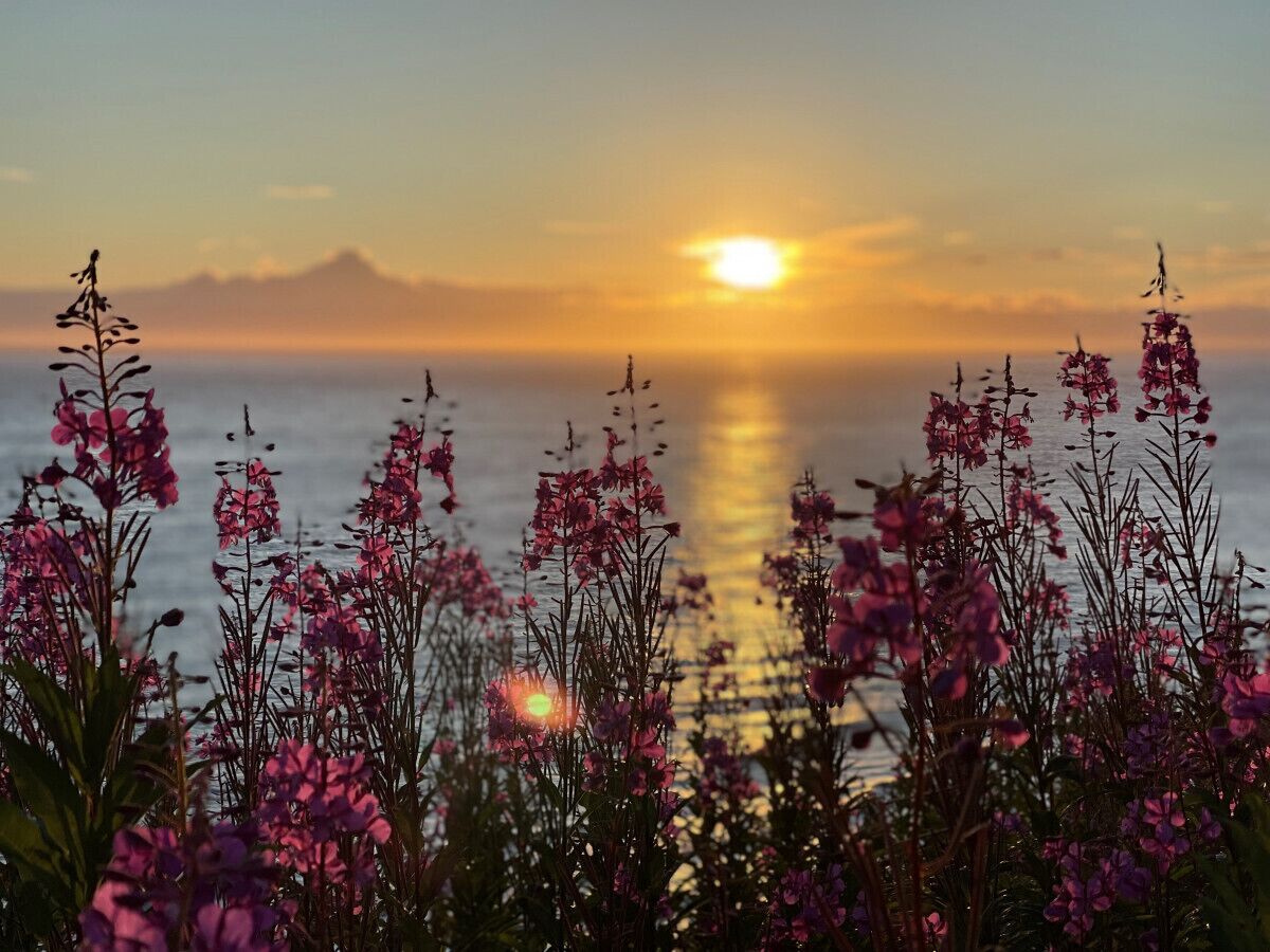 Atardecer sobre una masa de agua con flores en primer plano.