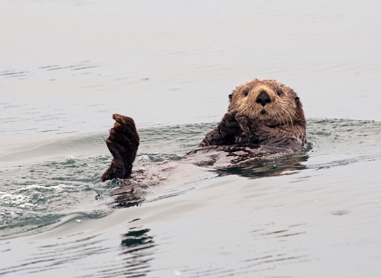 A beaver swimming in water.