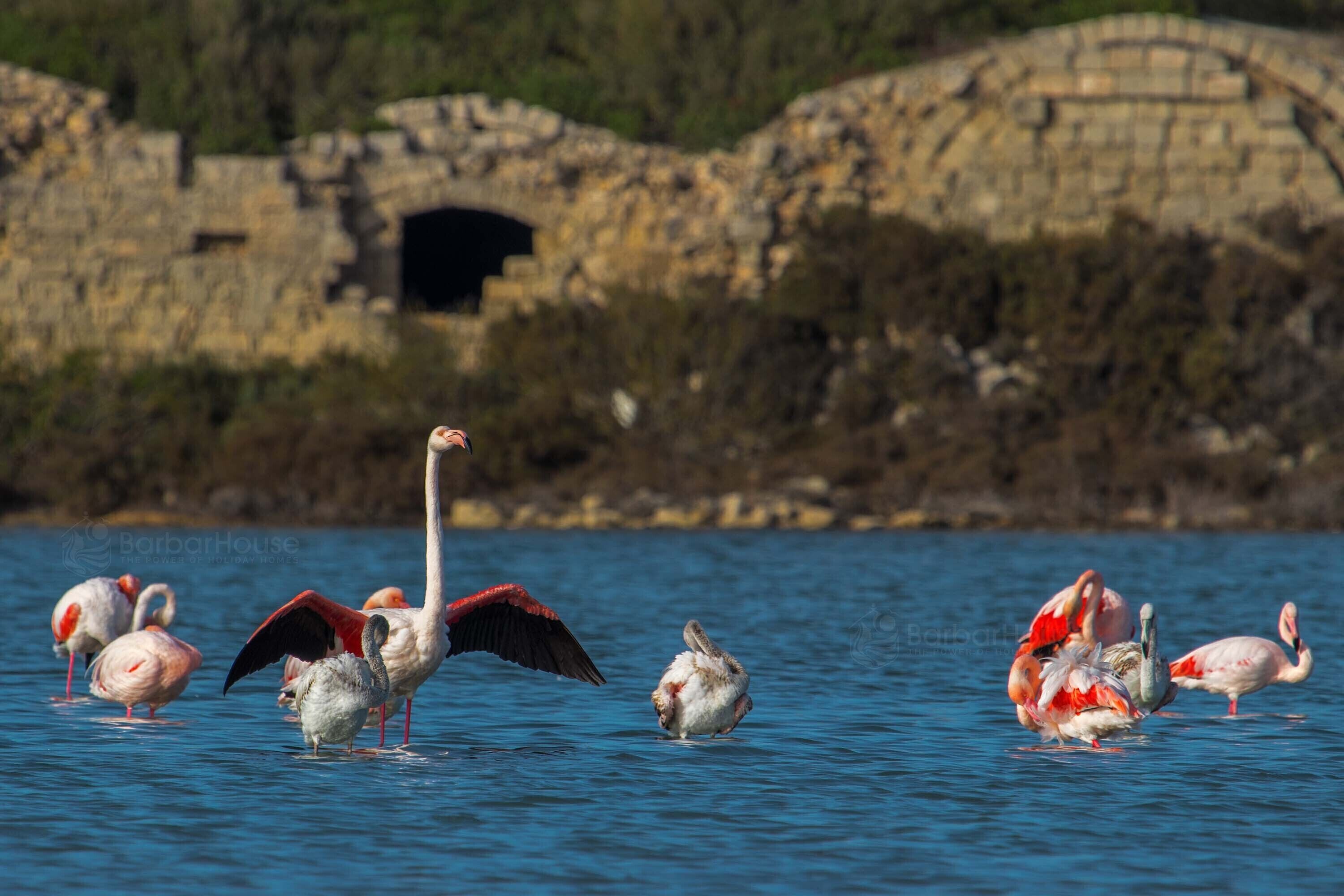 Un grupo de flamencos en un cuerpo de agua con una estructura de piedra al fondo.