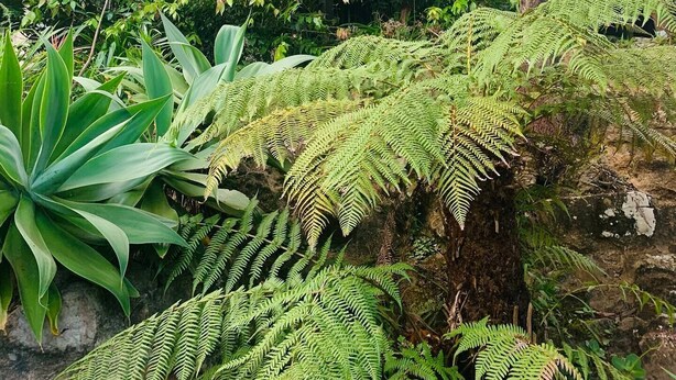 A modern house surrounded by lush greenery, including ferns and large-leafed plants.