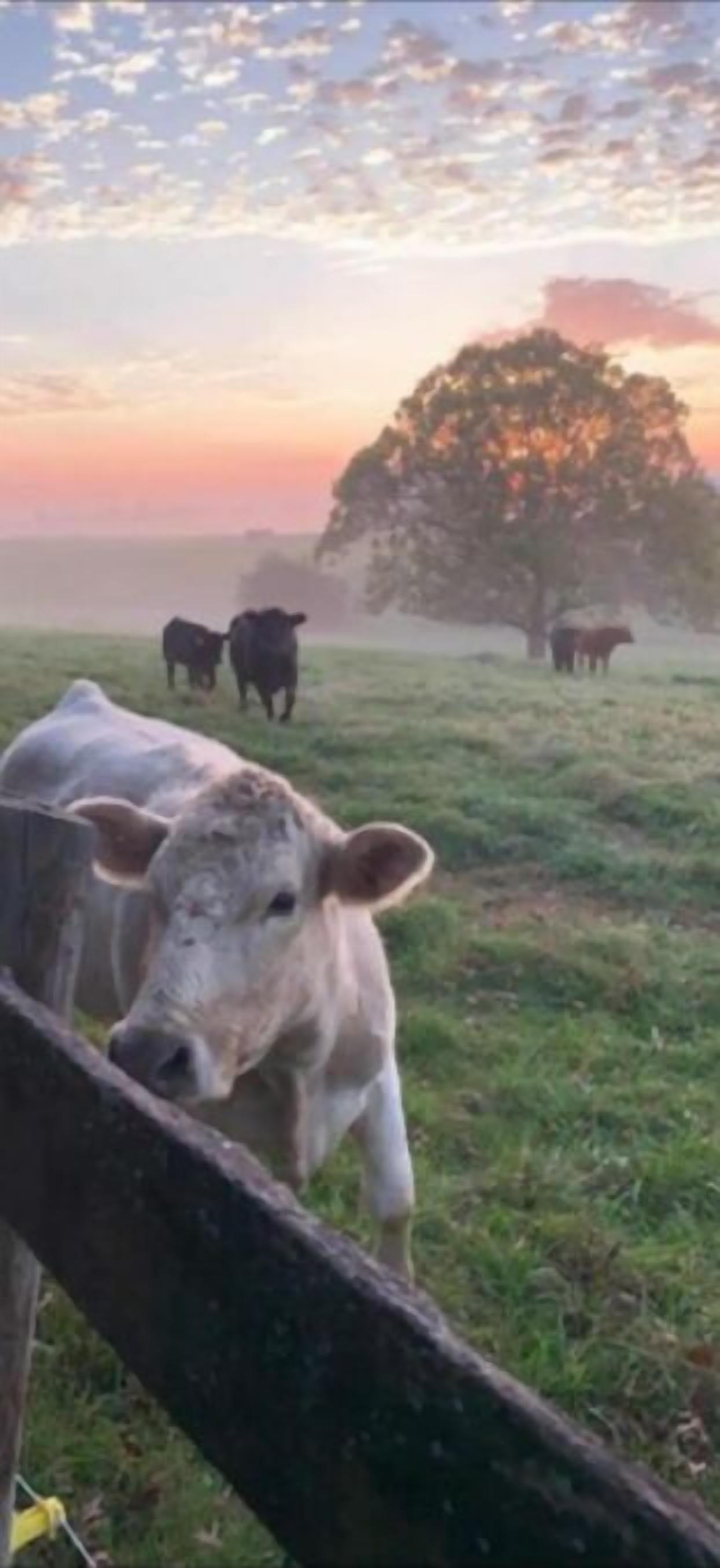 Een idyllisch landschap met koeien die grazen in een veld tijdens zonsopkomst of zonsondergang.
