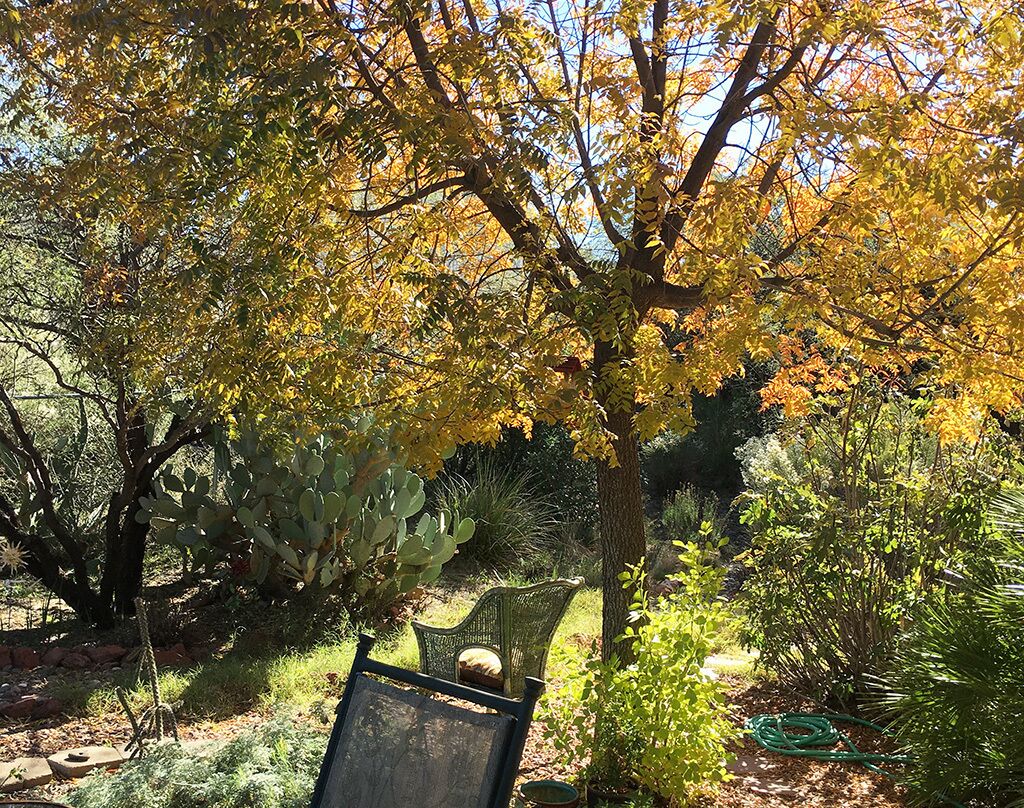 A garden with a variety of plants and a chair.