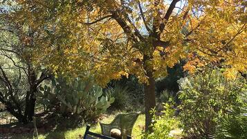 A garden with a variety of plants and a chair.
