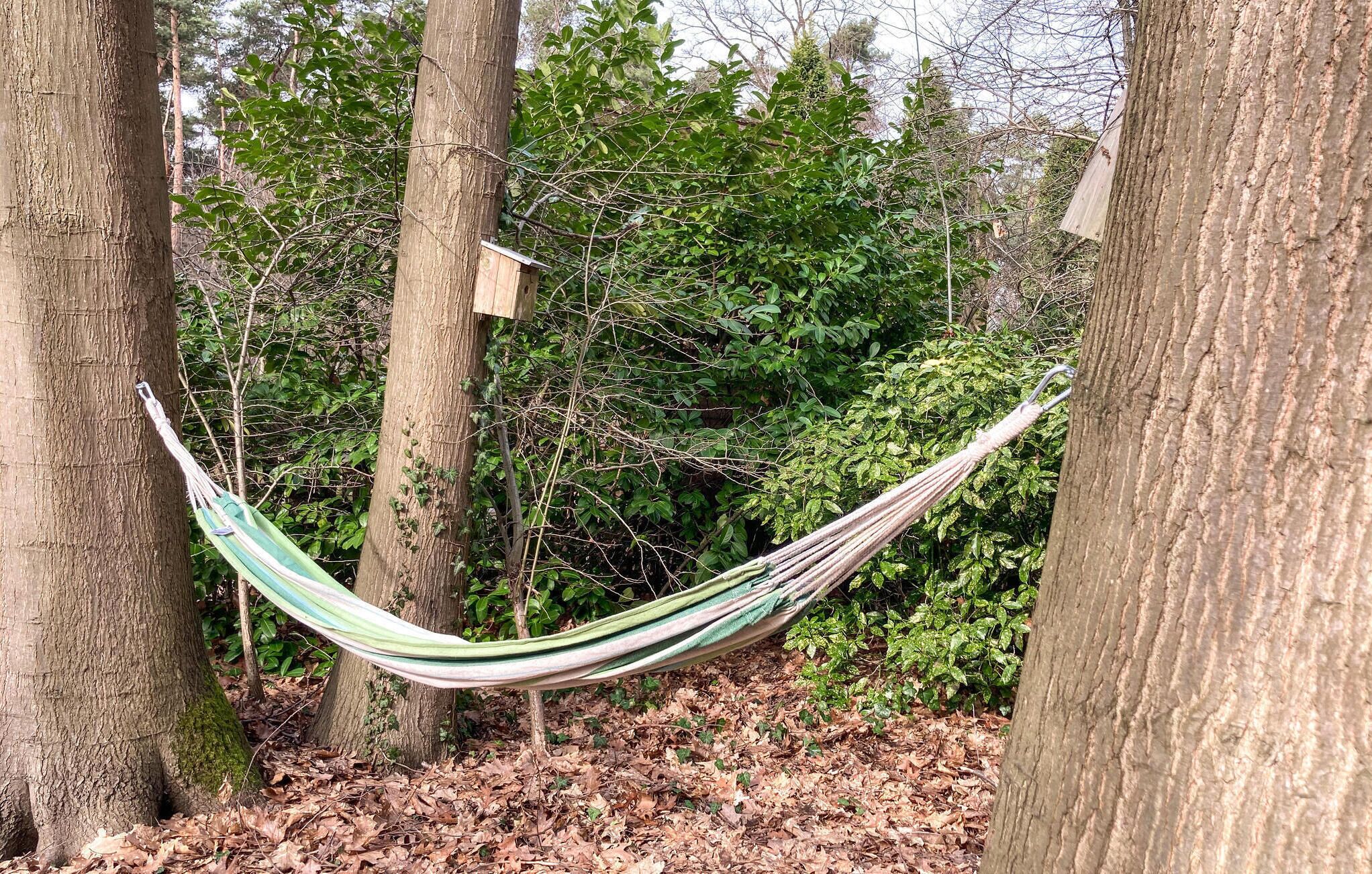 A hammock between trees in a wooded area.