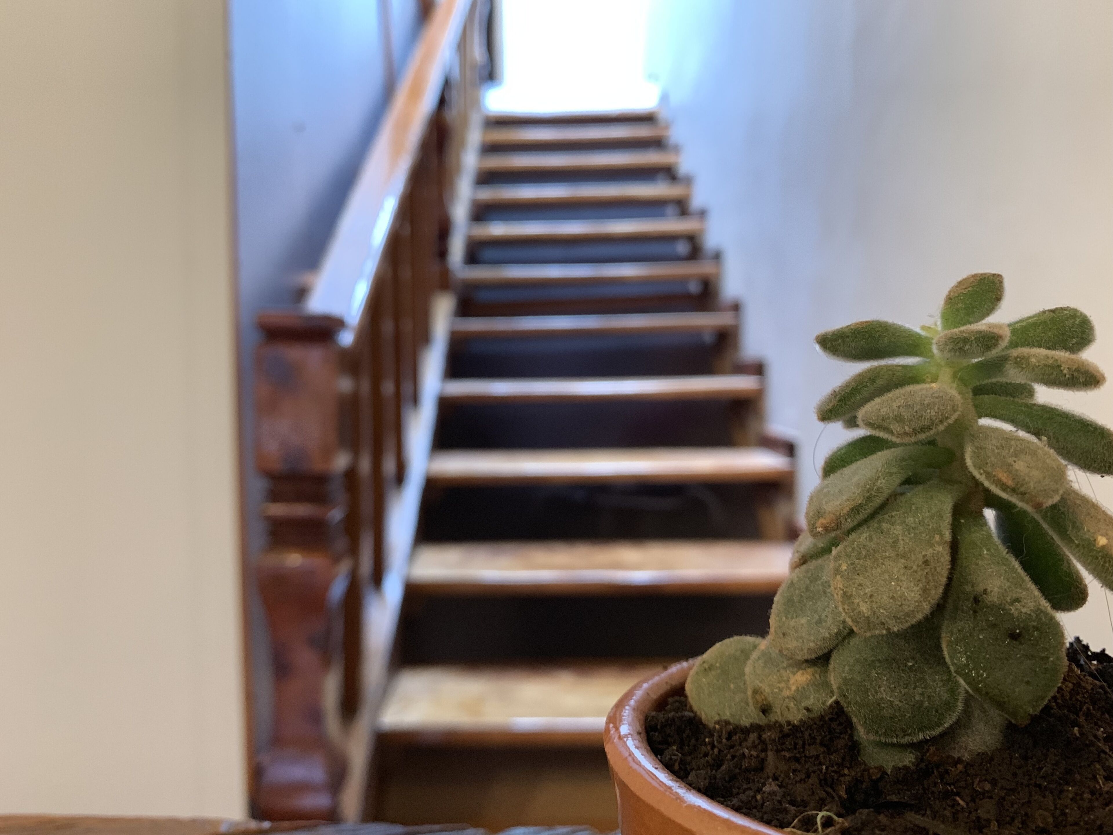 A staircase with wooden steps and a railing, leading upwards.