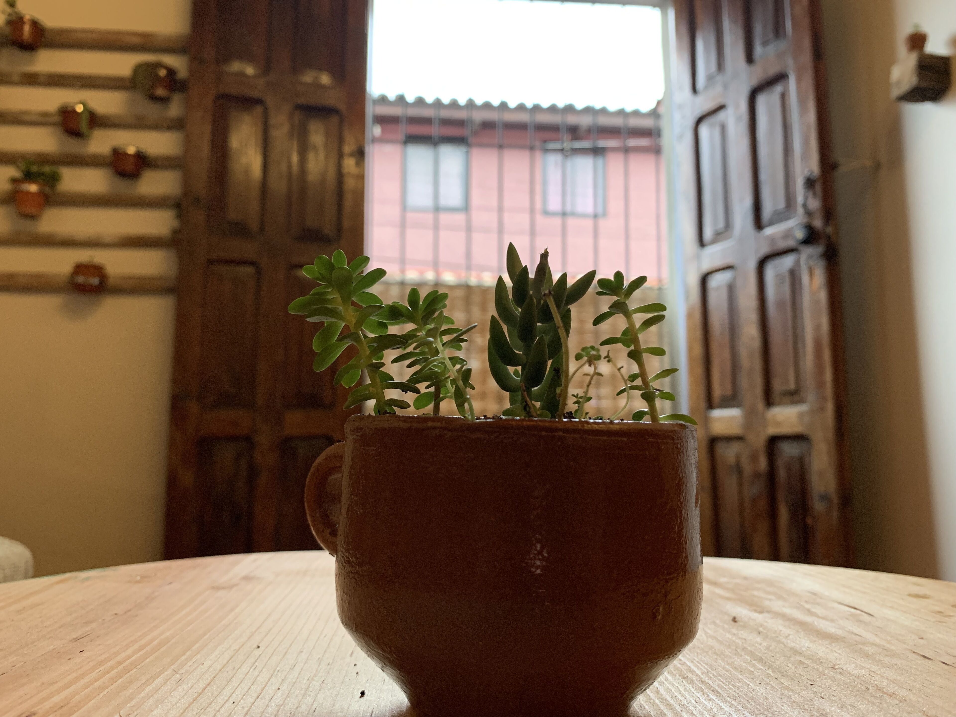 A terracotta cup with a plant on a wooden surface.