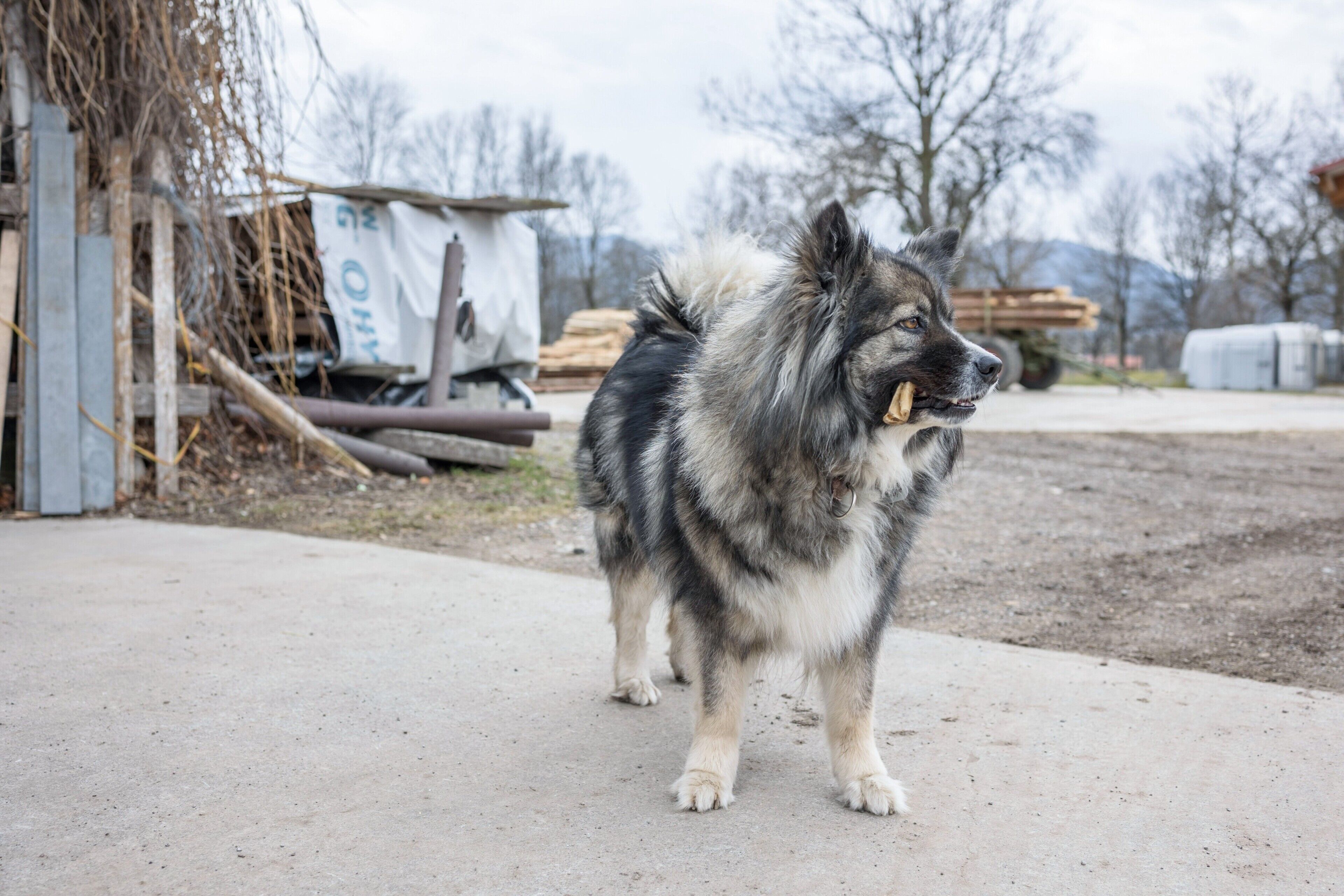 A dog standing on a concrete surface with a pile of wood and a white tarp in the background.