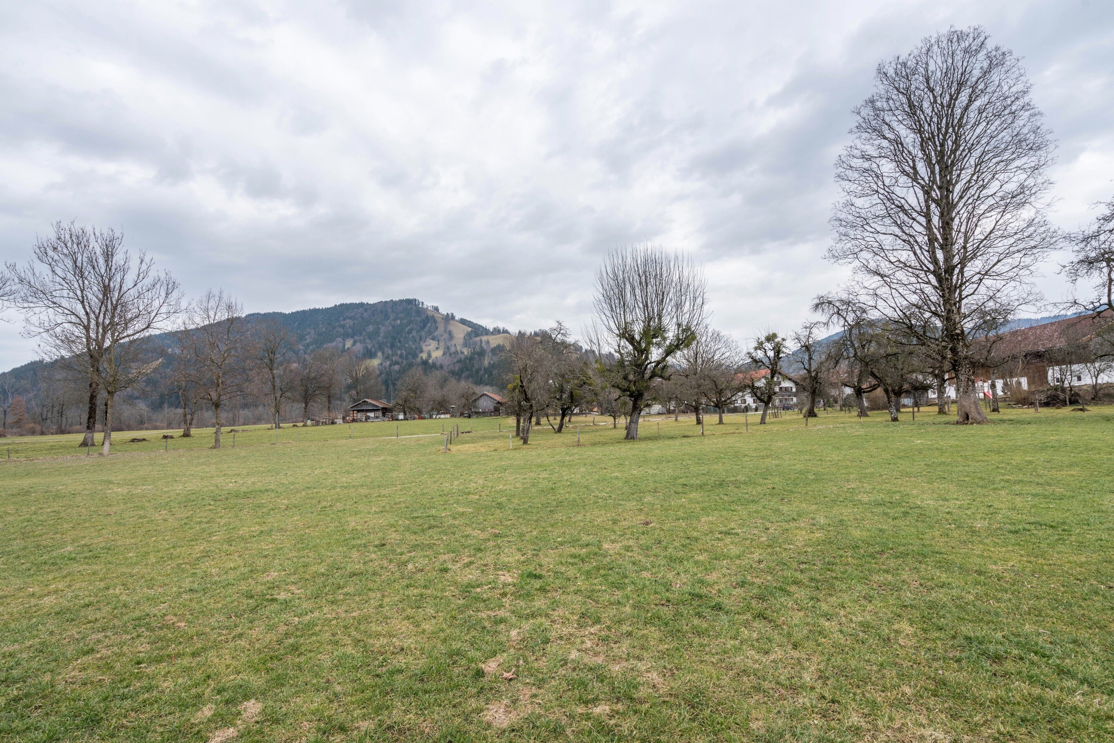 Ein grünes Feld mit Bäumen und einem Berg im Hintergrund.