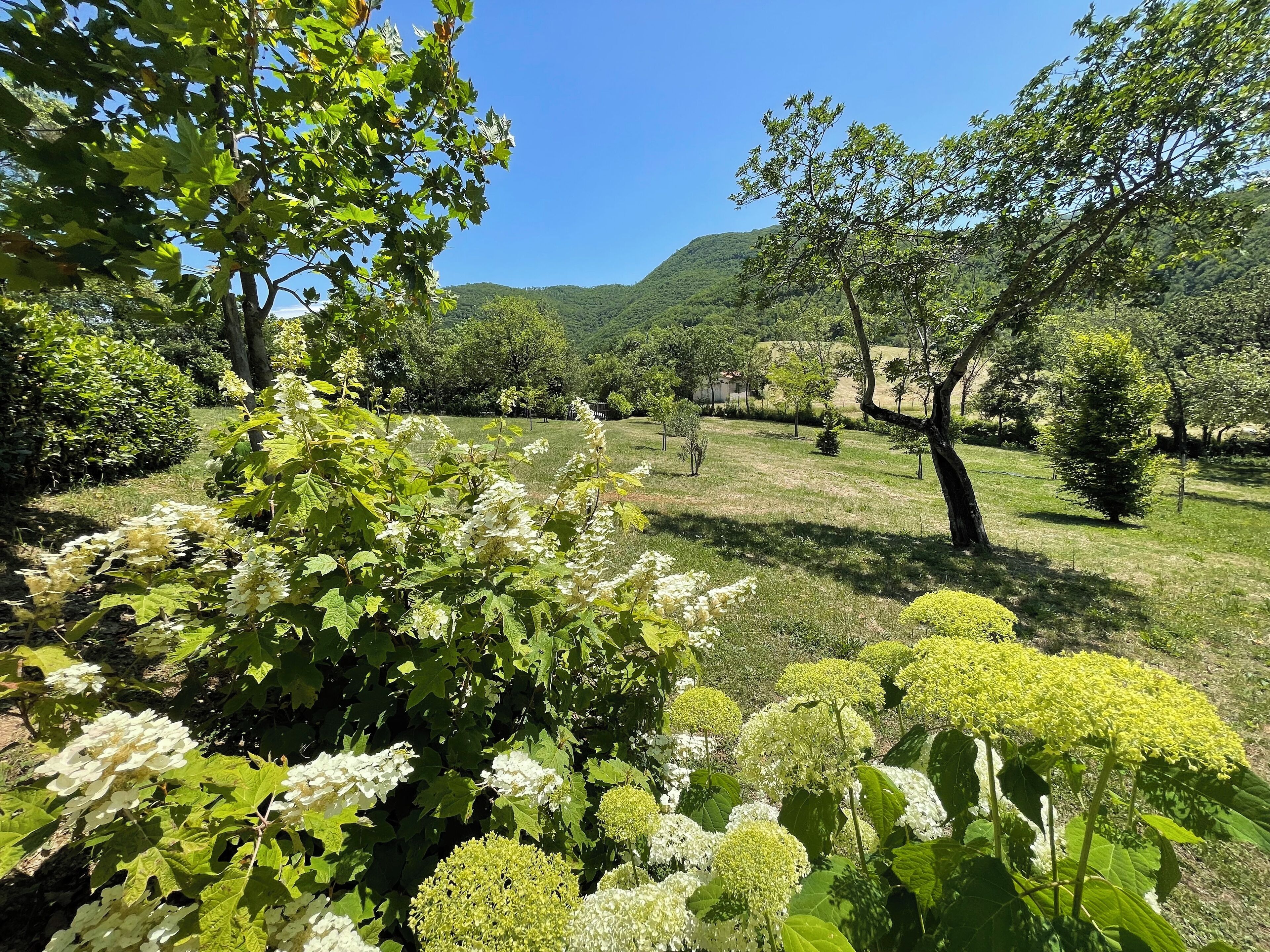 A garden with various plants and trees, a clear sky, and a hilly landscape in the background.