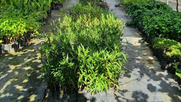 A greenhouse with rows of potted plants and a clear sky visible through the structure. - Grapevine Garden (Kota Kinabalu)