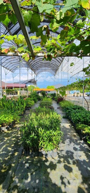Garden - Grapevine Garden (Kota Kinabalu)