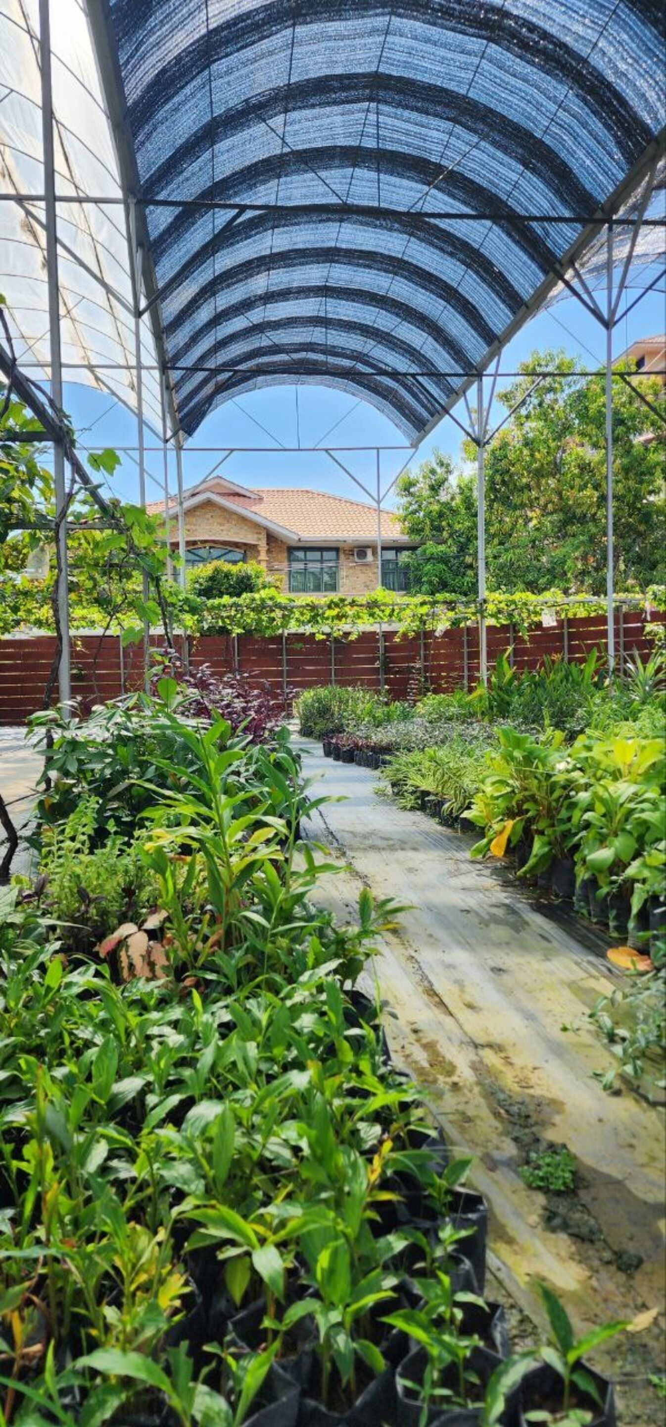 Un invernadero con hileras de plantas en macetas y una estructura de techo de plástico transparente.