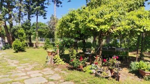 A garden with a stone pathway, various plants, and a bench.