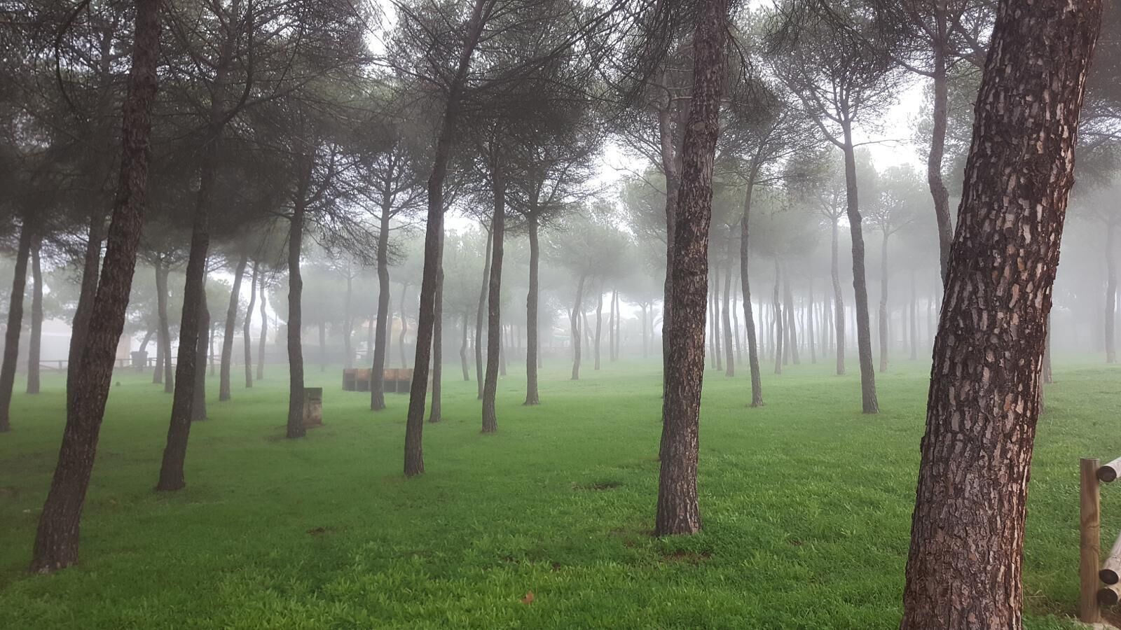 A forest with tall trees and a grassy field.