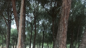 A park with tall trees, a wooden fence, and a paved path.