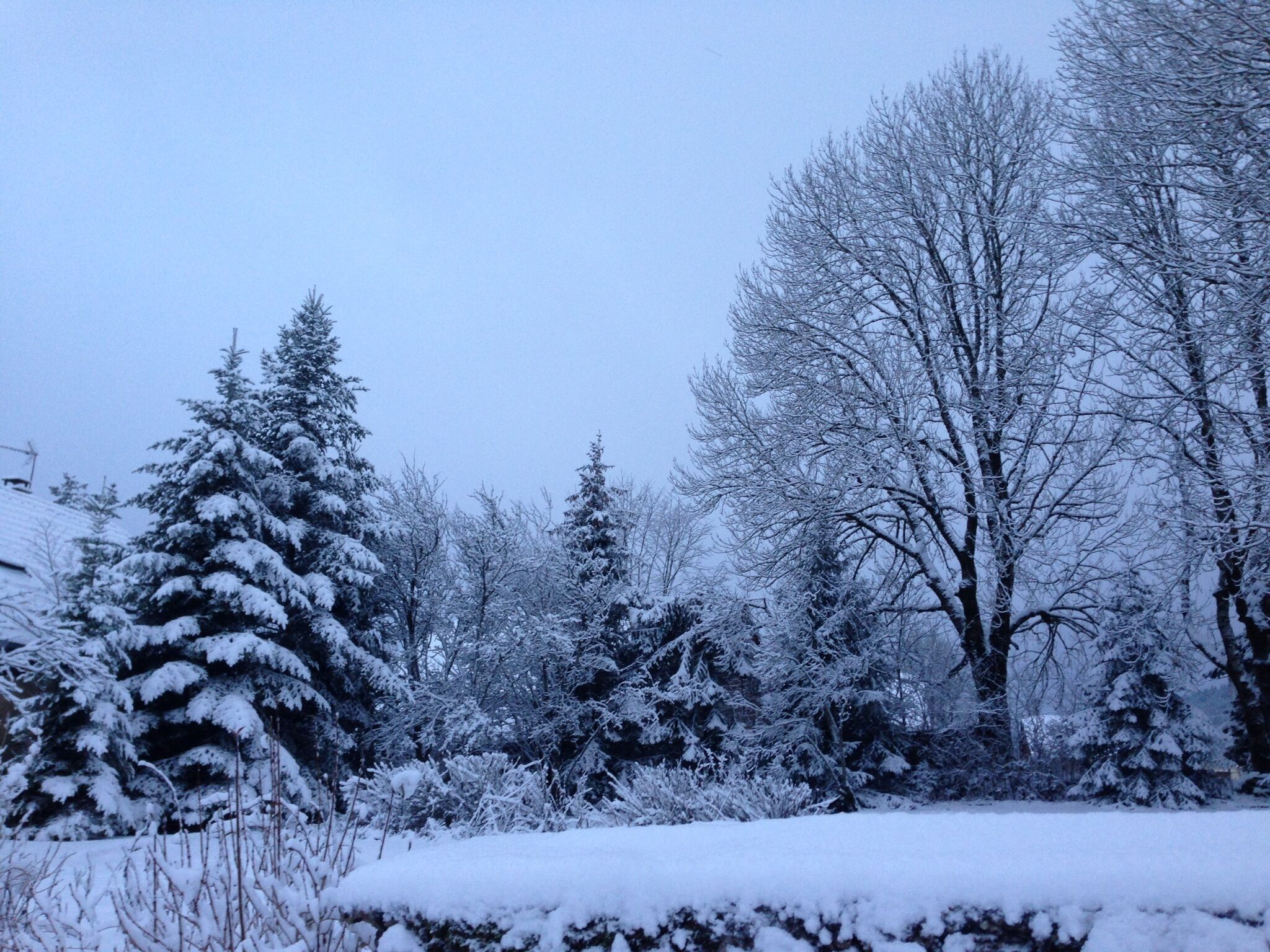 Un paysage enneigé avec des arbres et un mur de pierre.