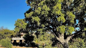 Una casa con un gran árbol en primer plano, rodeada de hierba seca y rocas.