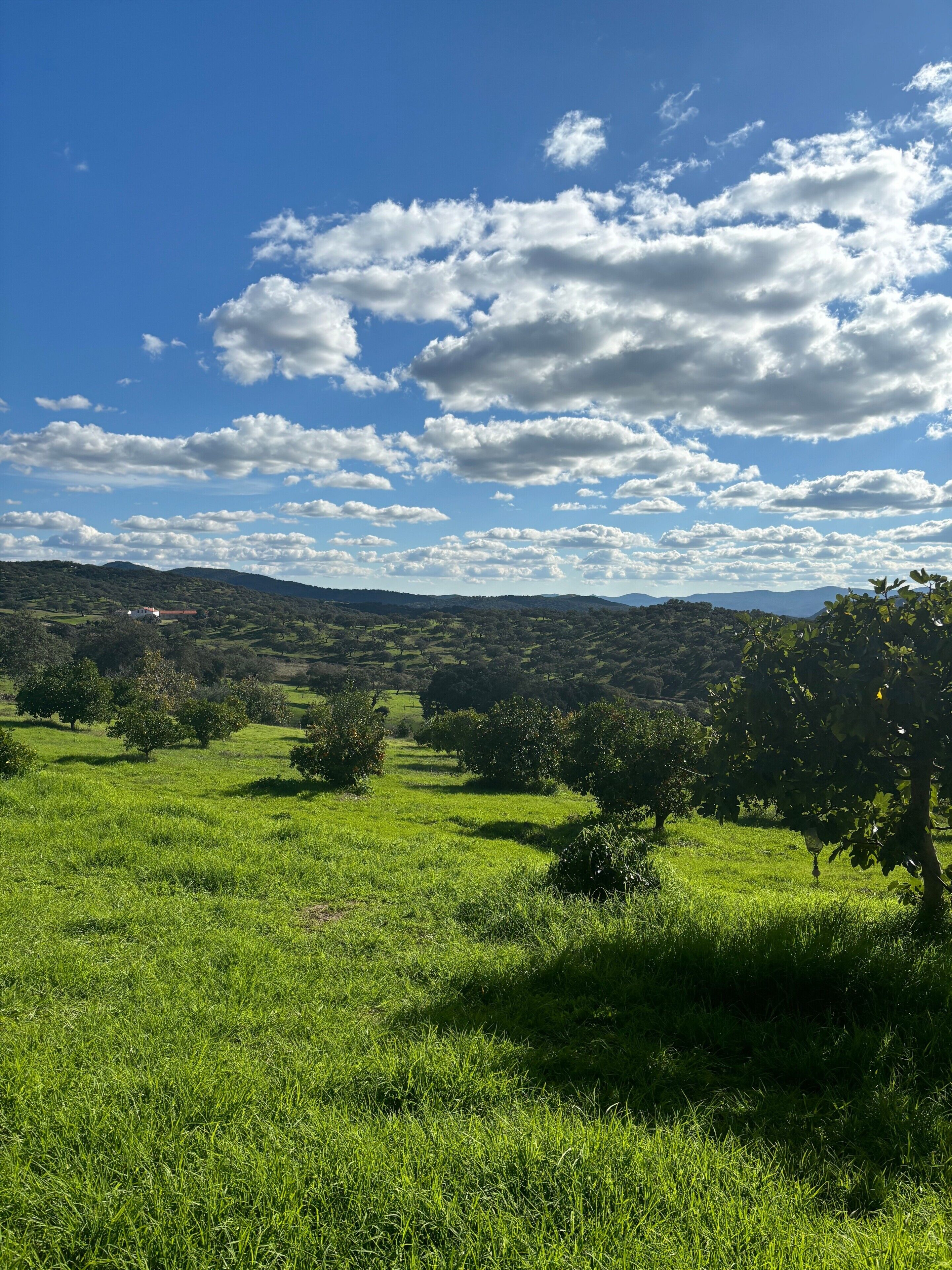 Eine grüne Landschaft mit Bäumen und blauem Himmel.